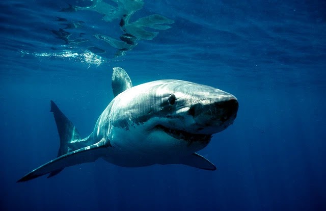 Những bộ phim cá mập ăn thịt người đáng sợ