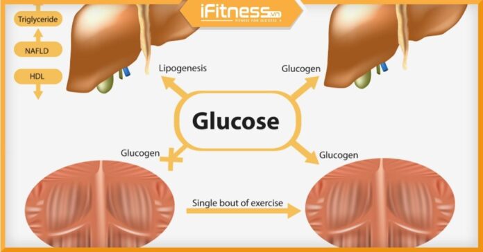 Glycogen là gì
