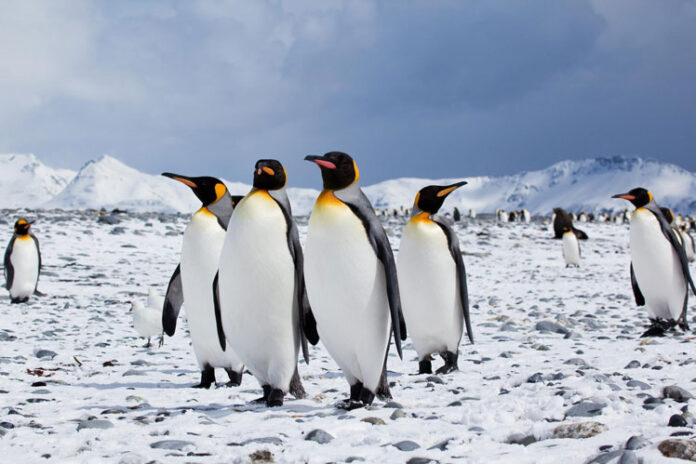 Tập tính của chim cánh cụt